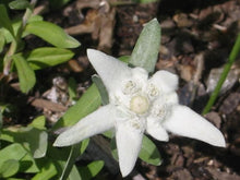 Edelweiss Seeds for a colorful addition to any planting
