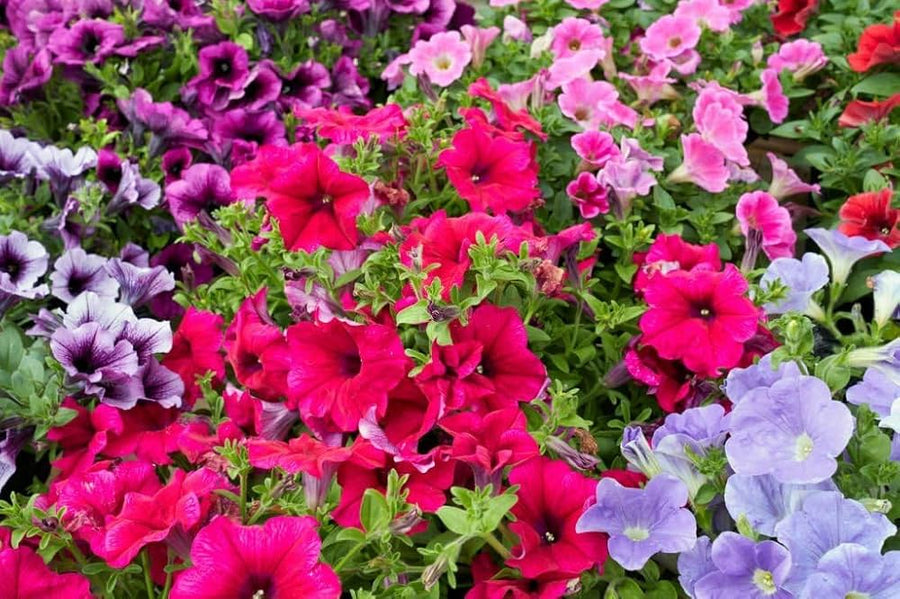 Petunia flower Petunia hybrida Shock Wave Mix pelleted seeds for planting in backyard containers or hanging pots