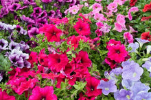 Mixed Petunia Seeds (Petunia spp.) for a lasting display in the Flower Bed