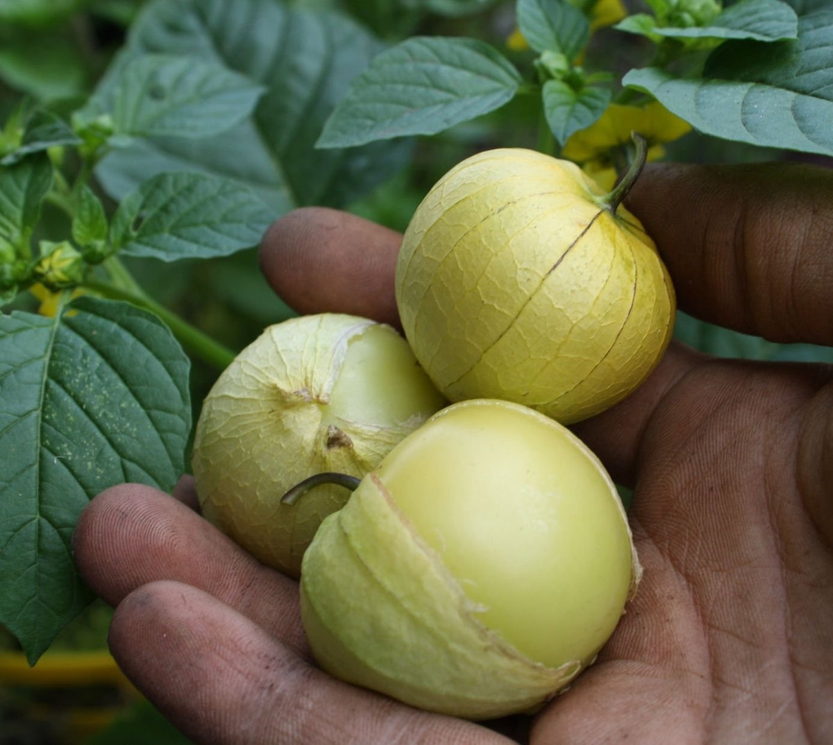 Tomatillo Physalis philadelphica vegetable seeds for kitchen garden and container planting - for planting in home garden