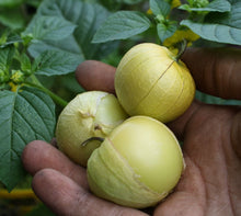 Tomatillo Physalis philadelphica vegetable seeds for kitchen garden and container planting - for planting in home garden