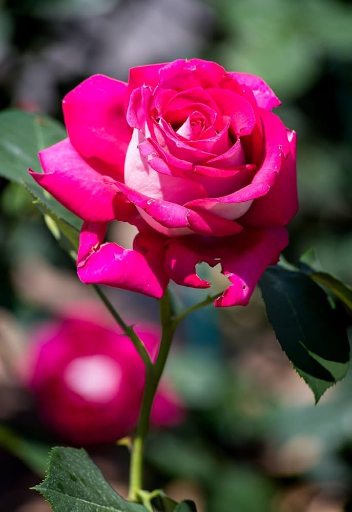 Mixed Rose Petals Rosa Hybrida Seeds for planting in romantic garden
