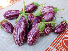 Listada De Gandia Eggplant Seeds for home growers seeking a reliable harvest