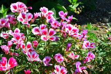 Godetia Double Azalea Mix Seeds (Clarkia amoena) for seasonal color across the flower bed