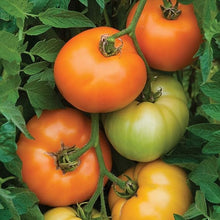Orange Tomato Seeds (Solanum lycopersicum) for productive rows in the Vegetable Patch & Garden