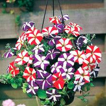 Petunia Petunia Hybrida flower Seeds for growers filling out the indoor pots and vertical garden spaces