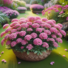 Alyssum Flowersh Rosa Lobularia Maritima Seeds for growers filling out the Flower Bed