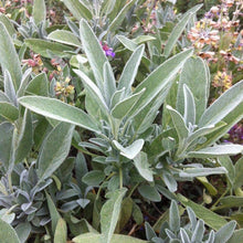 Green White Sage Plants for cooks growing their own fresh herbs