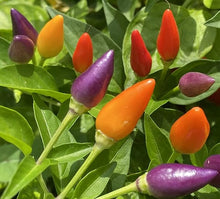 Bolivian Rainbow Pepper Seeds (Capsicum annuum) for a reliable harvest in the colorful kitchen gardens