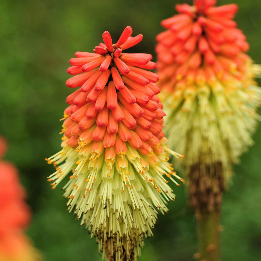 Red Hot Poker flower seeds bulk