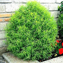 Kochia Burning Bush Green Seeds for long-term planting in the yard