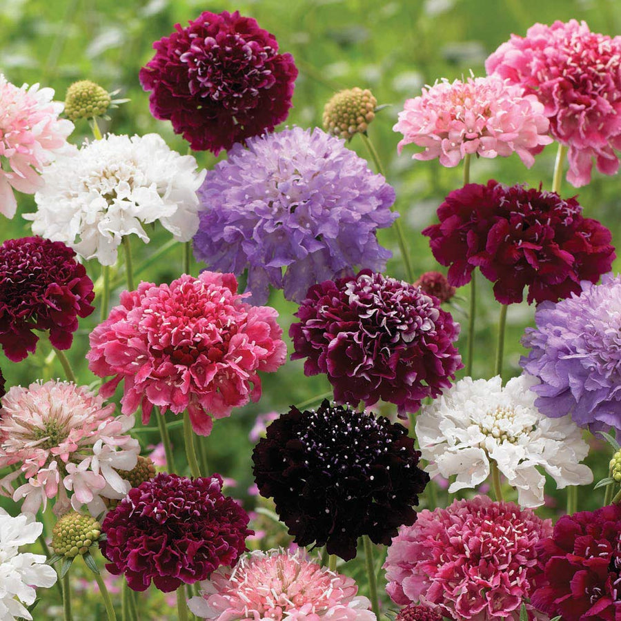Pincushion Flower Scabiosa atropurpurea seeds for planting in home garden