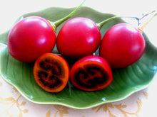 Tamarillo tree tomato Seeds (Cyphomandra betacea) for a fresh homegrown crop from the tropical fruit garden planting