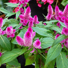 Plant Seeds (Celosia cristata) valued for unique ornamental displays