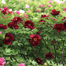Chinese Suffruticosa Peony Seeds for colorful blooms in the Garden & Pot Planting