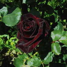 Black Rose Climbing Seeds for training up trellises and fences