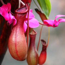 Nepenthes Pitcher Plants for colorful blooms in the Balcony Mosquito Repellent Flowering Plants