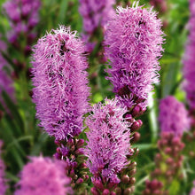 Blazing Star Gayfeather Seeds prized for stunning Flower Spikes