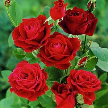 Polyantha Rose Seeds for Organic Bonsai and Garden Blooming Flowers