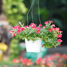 Petunia Freiheit Raspberry Vein Pelletized Petunia Seeds known for vibrant Petunias