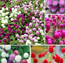 Gomphrena Globosa Mixed Seeds for growers seeking a long-blooming display