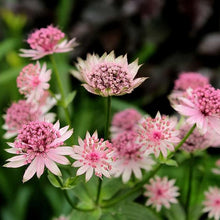 Astrantia Seeds (Astrantia spp.) for a lasting display in the Flower Bed
