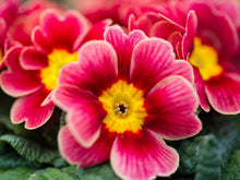 Primrose Seeds (Primula vulgaris) for a lasting display in the home garden planting