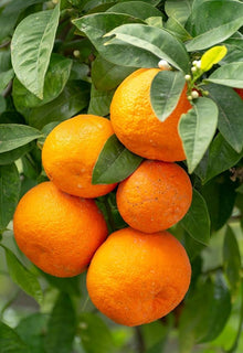 Mandarin Dream Seeds (Citrus reticulata) for sweet homegrown fruit in the Tropical Garden
