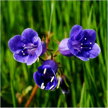 Canterbury Bell Heirloom Blue Seeds for seasonal color across the Garden