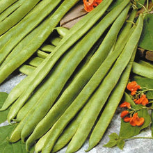 Bean Seeds for growers stocking a kitchen garden