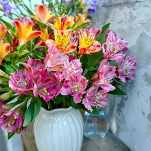 Peruvian Lily Mix Seeds for a colorful addition to any planting