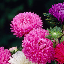 Aster Crego Mix Seeds for reliable seasonal color