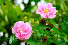 Amethyst Hibiscus Seeds (Hibiscus spp.) for growers filling out the Tropical Garden