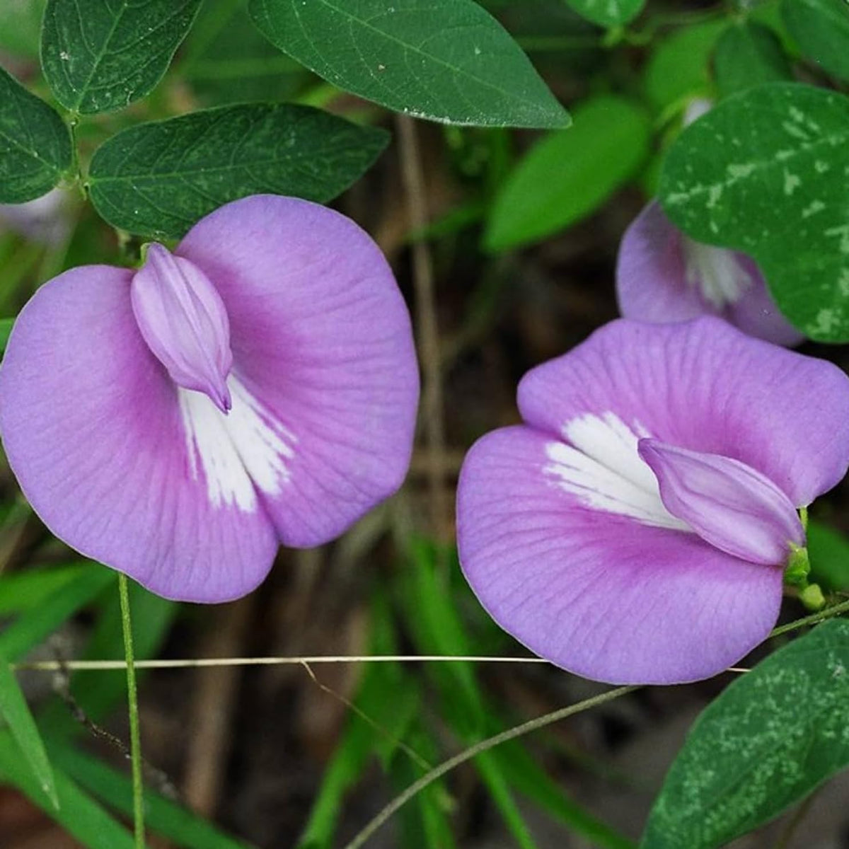 Nierembergia Lila Flower Plant - for planting in home garden