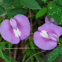 Nierembergia Lila Flower Plant - for planting in home garden