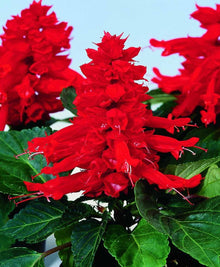 Salvia Splendens Sizzler Salmon flower Seeds for growers seeking a long-blooming display