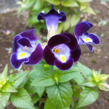 Wishbone Seeds (Torenia spp.) for seasonal color across the Flower Bed