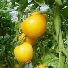 Taxi Tomato Seeds (Solanum lycopersicum) for growers stocking the Gardens