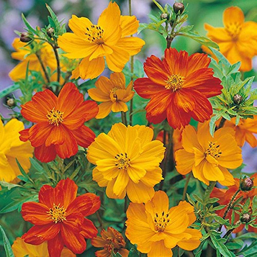 Cosmos-Gatection annual flowers grown from seeds with soft pastel blooms and airy foliage