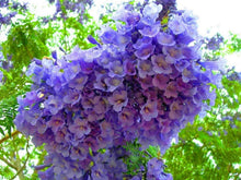 Jacaranda Mimosifolia Tree Seeds for a lasting addition to the landscape