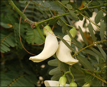 Honeylocust Tree Seeds valued for shade Trees