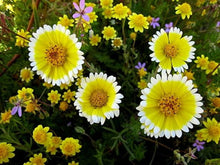 Layia Platygossa ‘Tidy Tips’ Seeds for growers filling out the DIY Garden