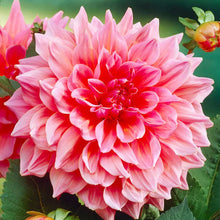 Dahlia Seeds for a colorful addition to any planting