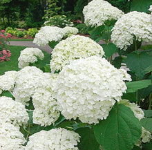 Annabelle Hydrangea Seeds (Hydrangea arborescens) for vertical growth across the ornamental gardens and flower beds
