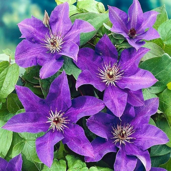 Clematis Climbing Vine Perennial Flower - for planting in home garden