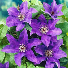 Clematis flower Seeds (Clematis spp.) for vertical growth across the garden trellises or fences