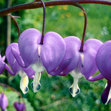 Dicentra Spectabilis Seeds (Dicentra spectabilis) for seasonal color across the home garden flower bed