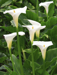 Calla Lily Seeds (Zantedeschia aethiopica) for a bright addition to the home garden containers