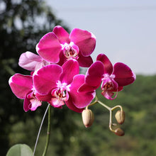 Pink Lady's Slipper Orchid Seeds prized for orchid Lovers