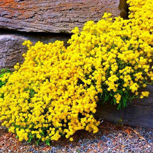 Thyme Plants for a fragrant addition to the herb patch